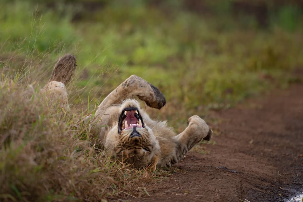 Playful Lion Yawn by Marco Pozzi — canvas wall art