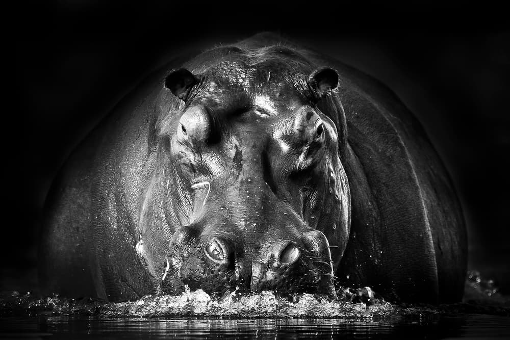 Powerful Hippo Emerge by Gorazd Golob — canvas wall art