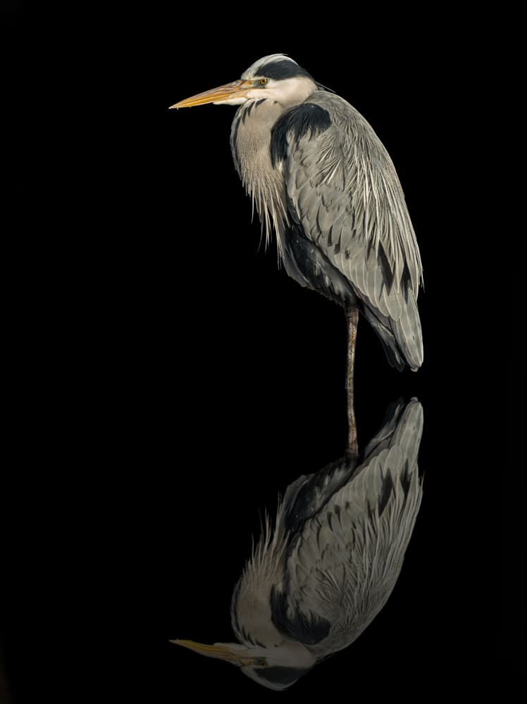 Elegant Heron Reflection by Boris Lichtman — canvas wall art