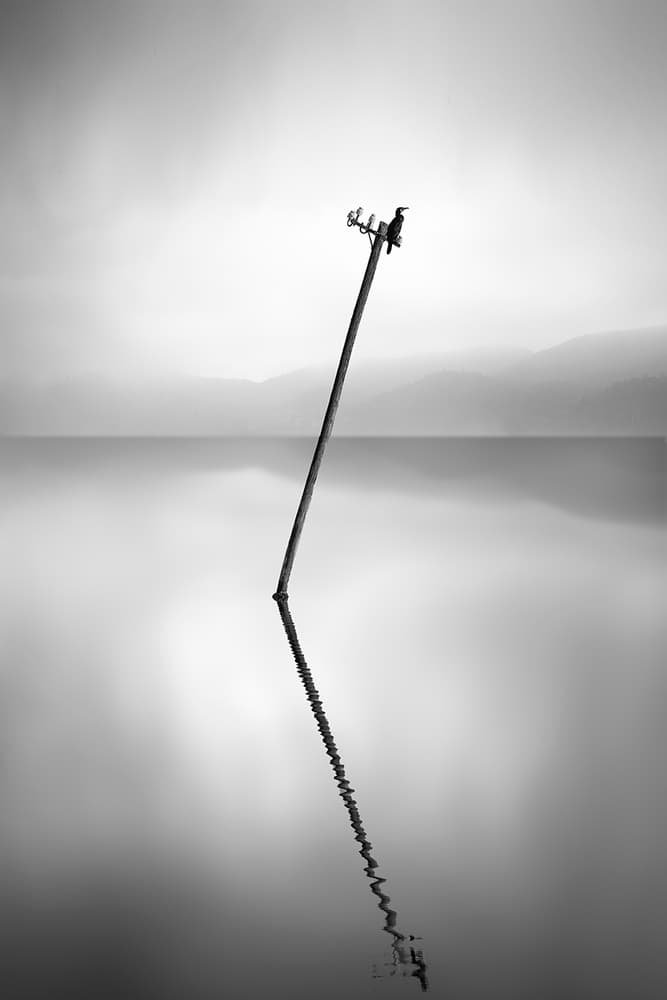 Reflected Bird on Pole by George Digalakis — canvas wall art