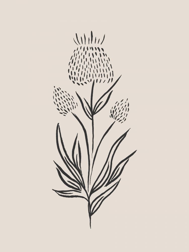 Minimalist Thistle Bloom by Aislinn Simmonds — canvas wall art