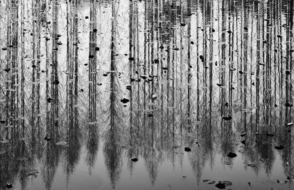 Winter Tree Reflections by YoungIl Kim — canvas wall art