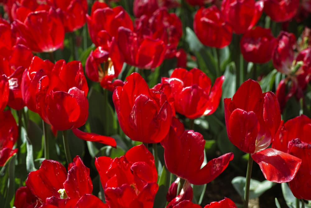 Vibrant Red Tulips by engin akyurt — canvas wall art
