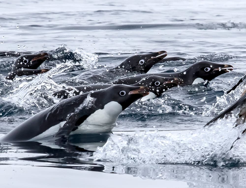 Adelie Penguins Splashing by Siyu_Wei APA — canvas wall art