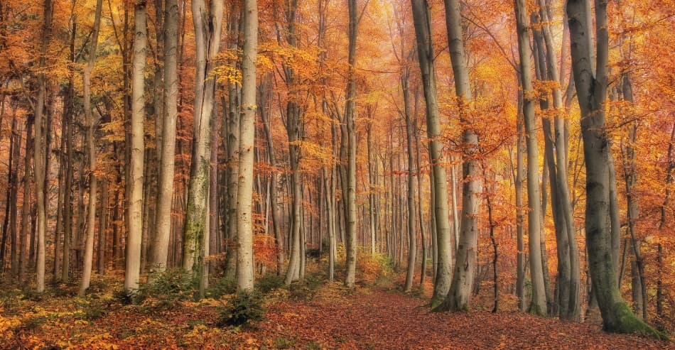 Golden Forest Path by Norbert Maier — canvas wall art