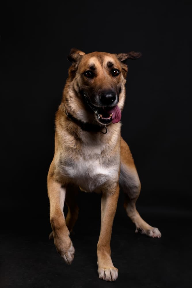 Happy Brown Dog by Javier del Puerto Photography — canvas wall art