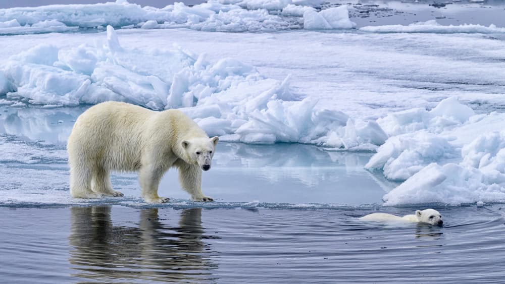 Polar Bear And Cub by Som Prasad — canvas wall art
