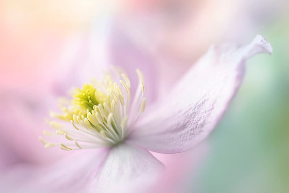 Delicate Pastel Bloom by Jacky Parker — canvas wall art