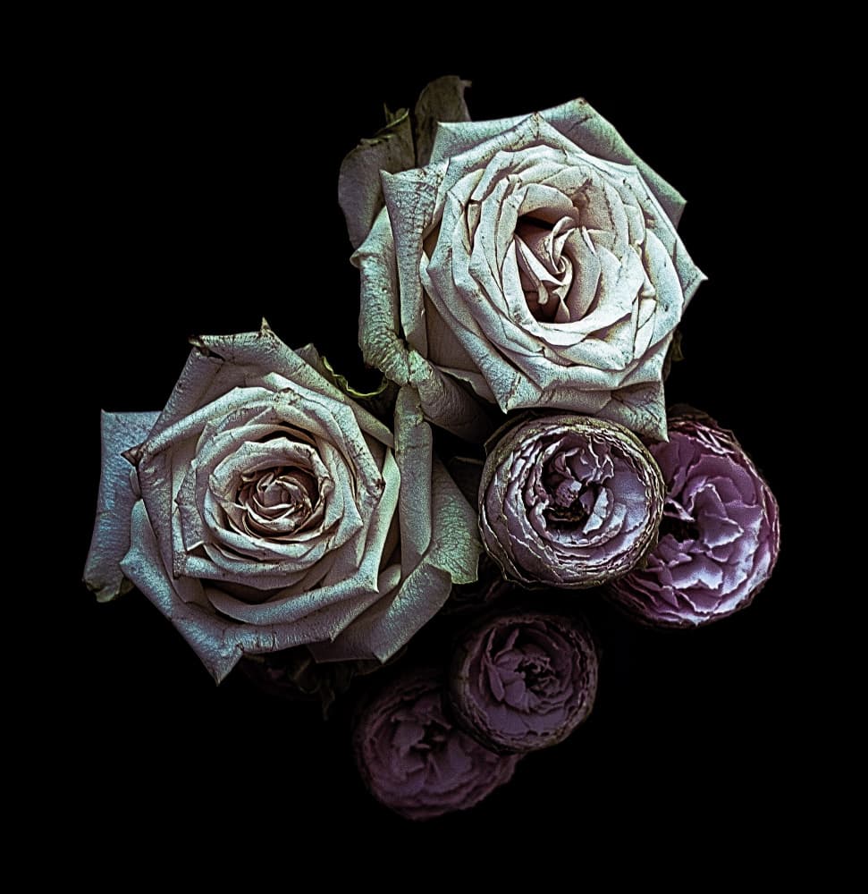 Faded Roses Reflection by Angel Julie — canvas wall art