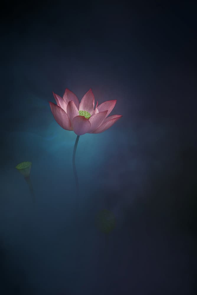 Pink Lotus Glow by NingYun Ye — canvas wall art