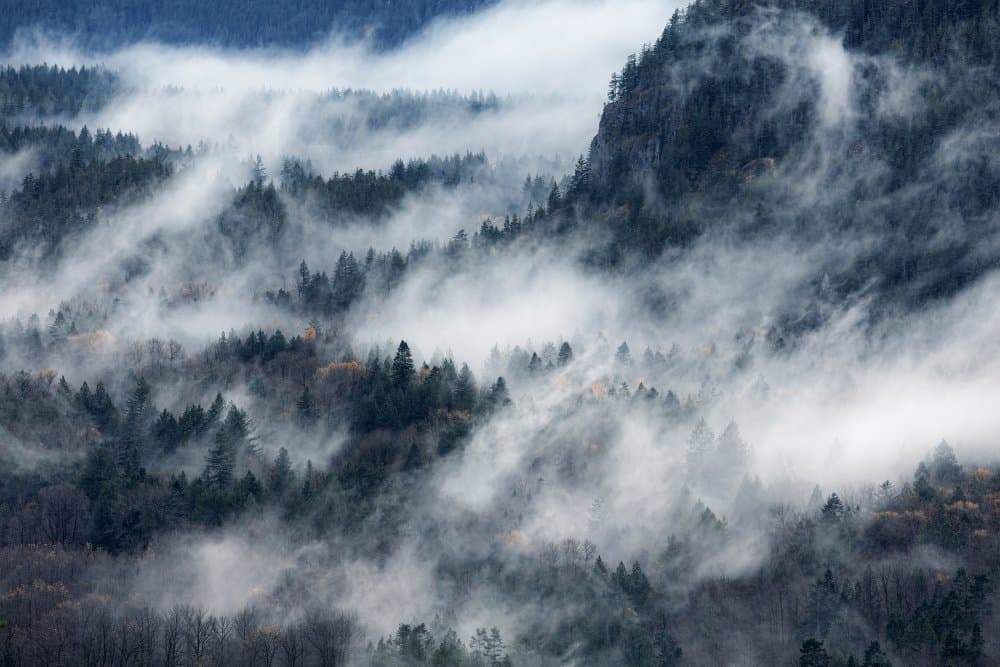 Misty Mountain Forest by Tomomi Yamada — canvas wall art