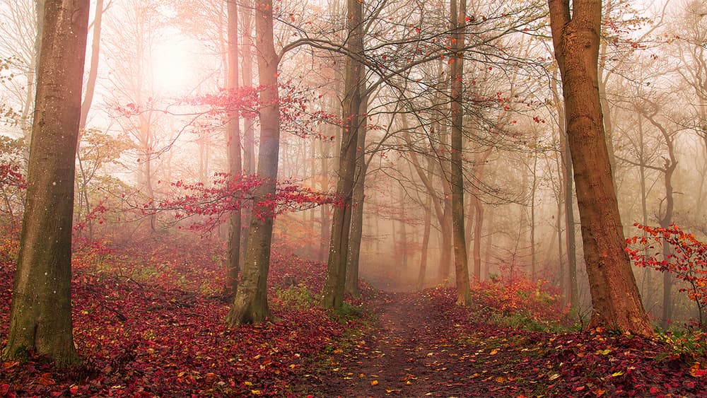 Misty Autumn Path by Leif Løndal — canvas wall art