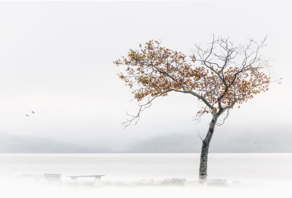 Misty Autumn Tree by Wei (David) Dai — canvas wall art