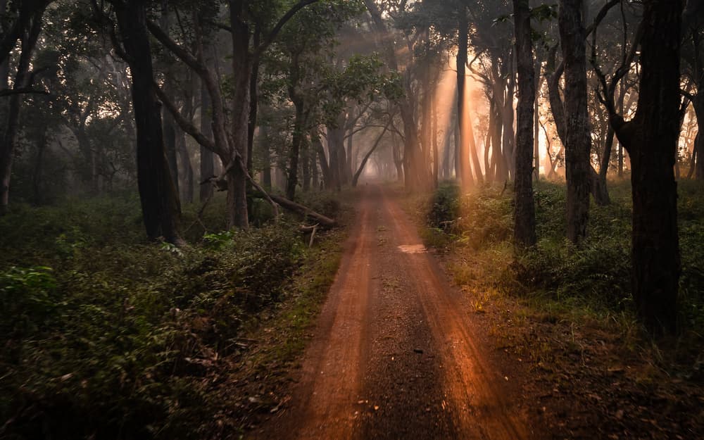 Enchanted Forest Road by Shobhit Chawla — canvas wall art