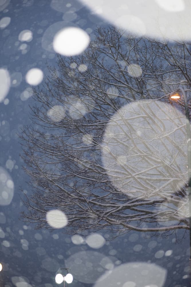 Dreamy Snowy Branches by Lynann Colligan — canvas wall art