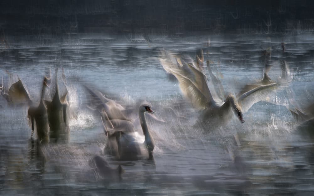 Ethereal Swans Movement by Milan Malovrh — canvas wall art