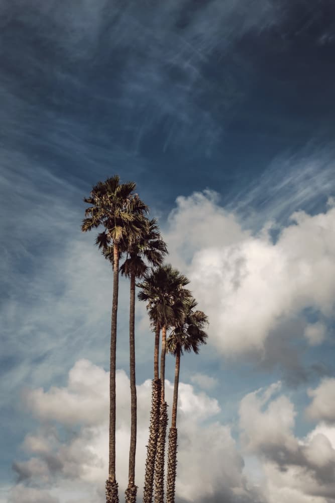Soaring Tropical Palms by Tim Mossholder — canvas wall art
