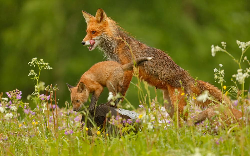 Wild Fox Mother and Kit by Assaf Gavra — canvas wall art