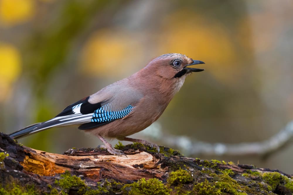 Eurasian Jay Perched by Dmitry Doronin — canvas wall art