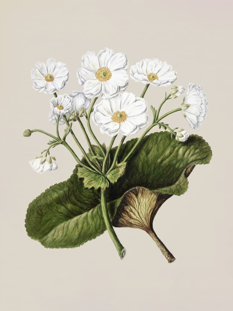 The Mountain Lily Drawn By Sarah Featon (1848–1927) by Sarah Featon — canvas wall art