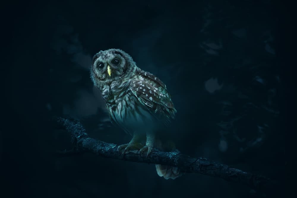 Mysterious Night Owl by Rob Li — canvas wall art