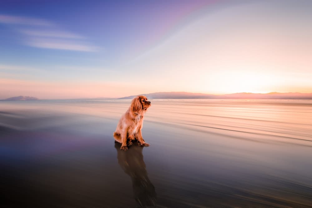 Serene Beach Dog by Barbara Zielinska — canvas wall art