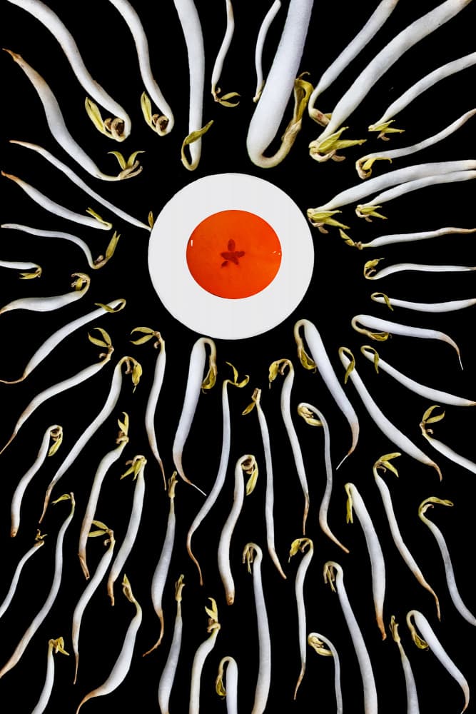 Orange Circle Sprouts by Andi Halil — canvas wall art