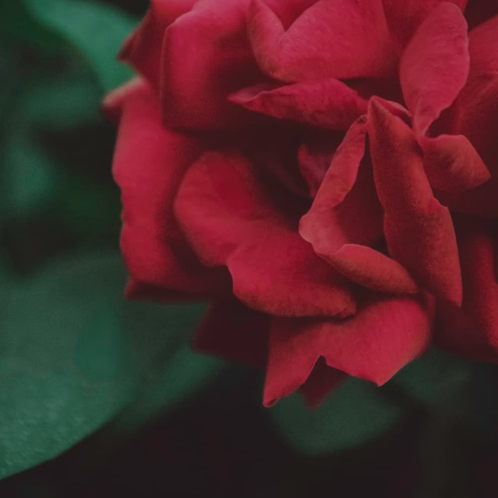 Velvet Red Rose by Stephanie Klatt — canvas wall art