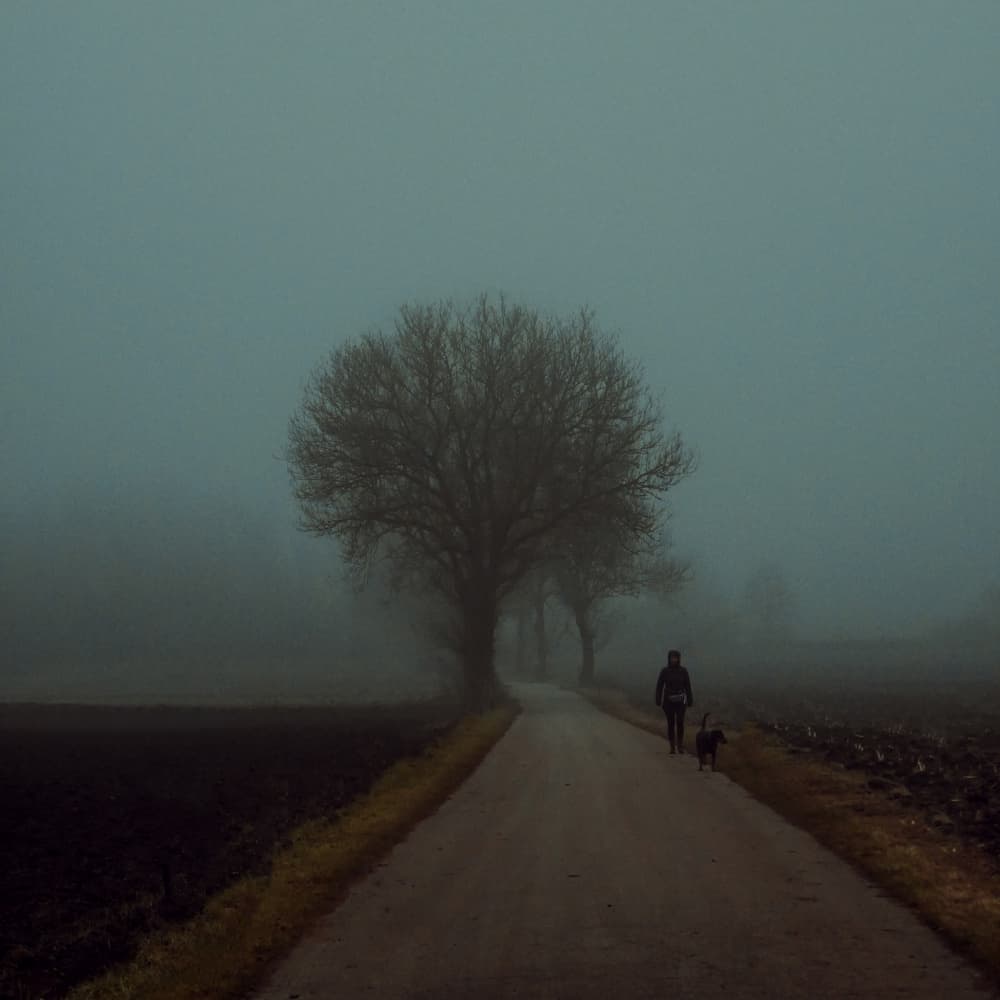 Misty Path Solitude by Renate Wasinger — canvas wall art