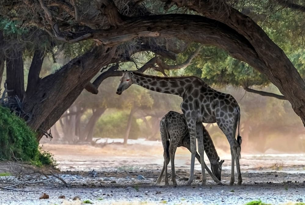 Giraffes Under Shady Trees by Giuseppe DAmico — canvas wall art
