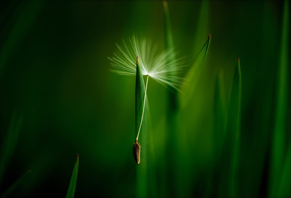 Delicate Dandelion Seed by Chris Coenders — canvas wall art