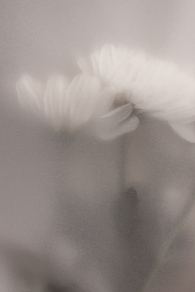 Blurred Flowers 3 by Mareike Böhmer — canvas wall art