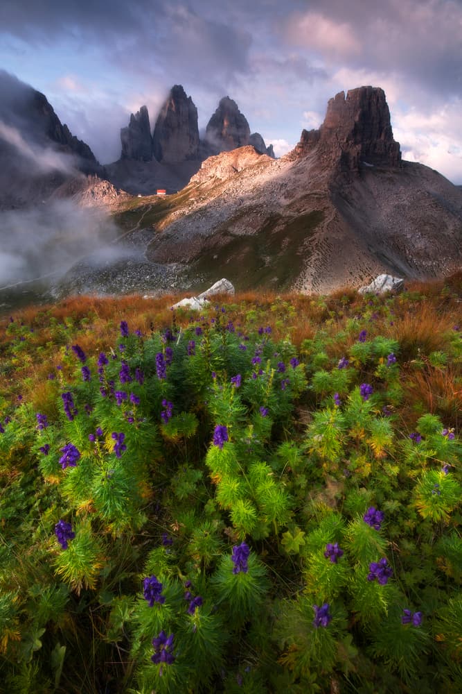 Tre Cime Alpine Blooms by Jaroslav Zakravsky — canvas wall art