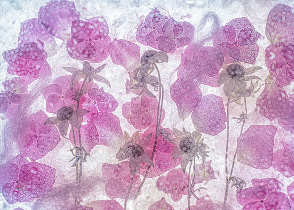 Ethereal Pink Botanicals by Miharu † — canvas wall art
