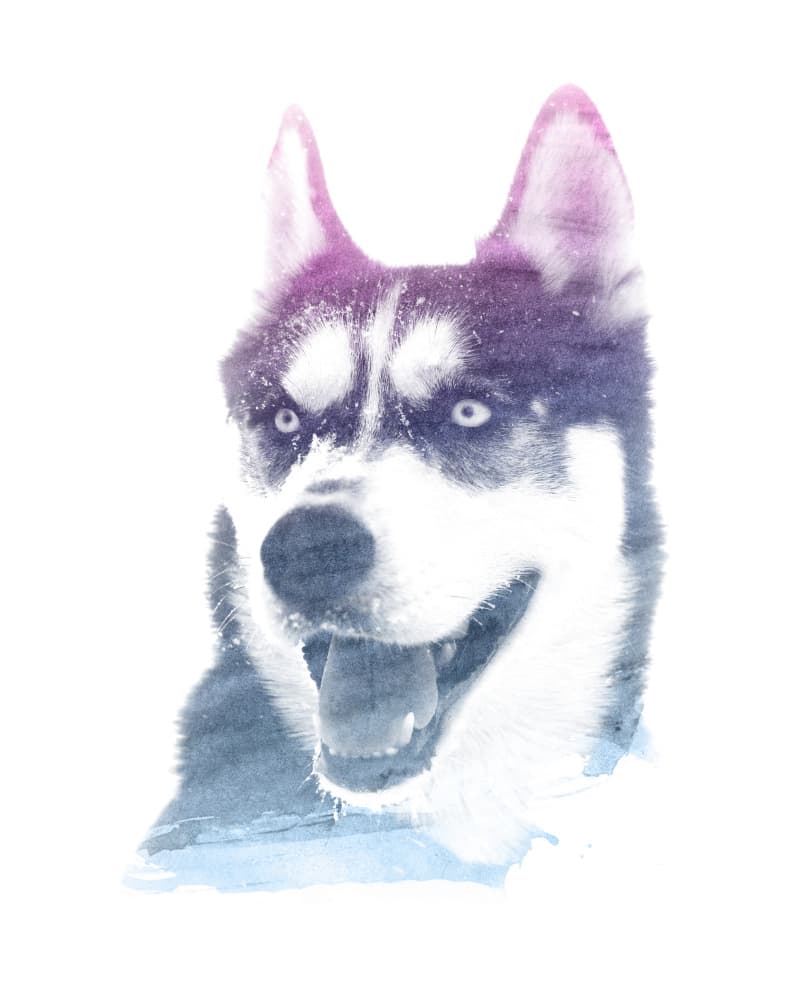 Watercolor Husky Portrait by Emiliano Deificus — canvas wall art