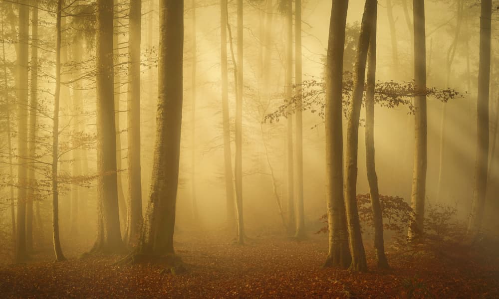 Golden Forest Mist by Norbert Maier — canvas wall art