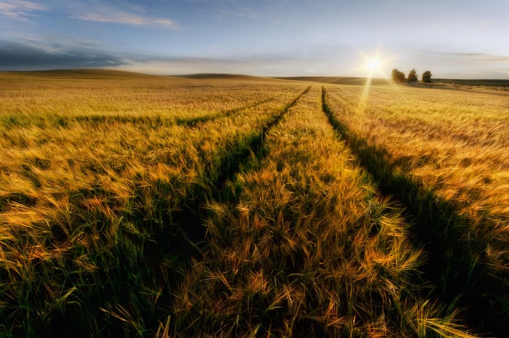 Golden Hour Field Path by Piotr Krol (Bax) — canvas wall art