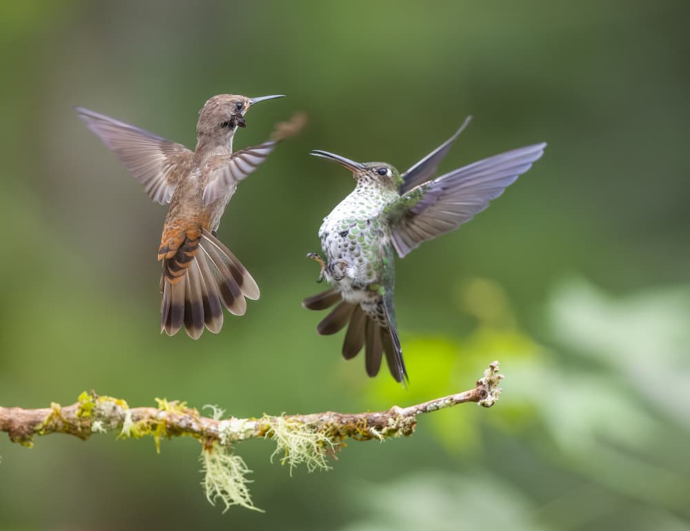 Hummingbird Midair Encounter by Eugene Zhu — canvas wall art