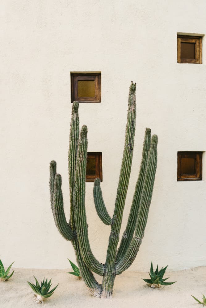 Desert Cactus Garden by Bethany Young — canvas wall art