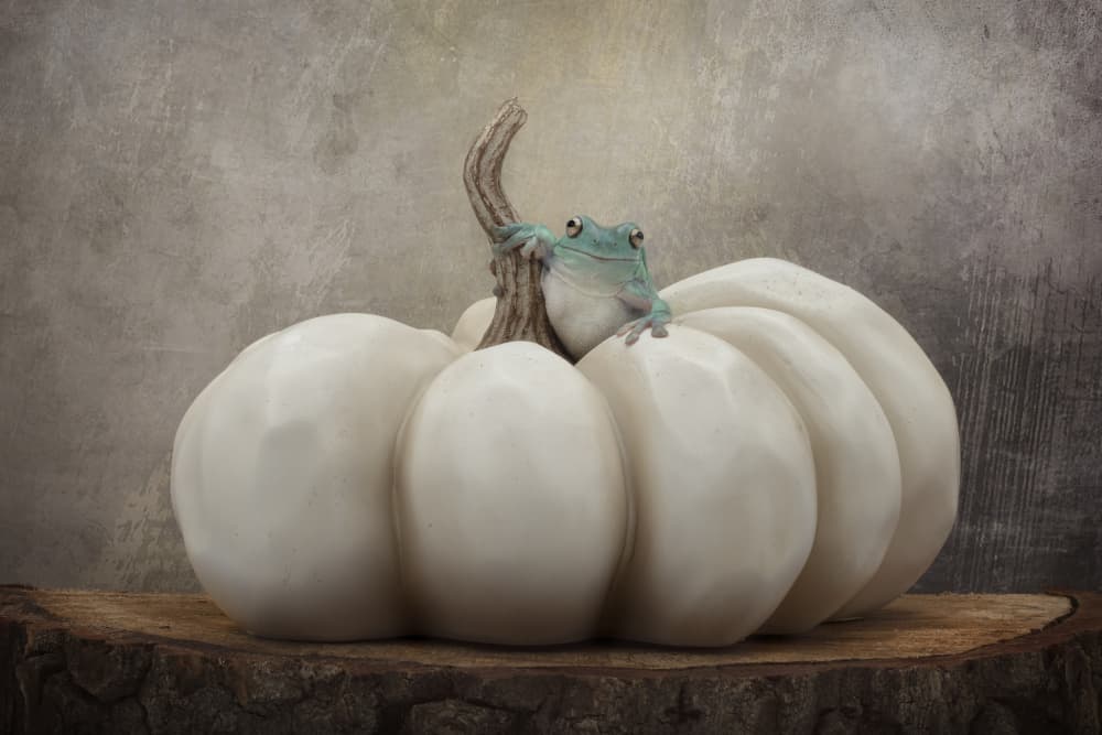 Gentle White Pumpkin Frog by Linda D Lester — canvas wall art