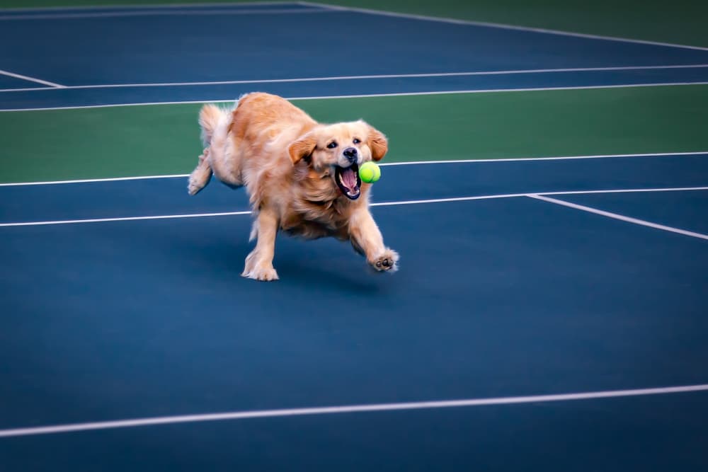 Golden Retriever Tennis Play by Xiaohong Zhang — canvas wall art