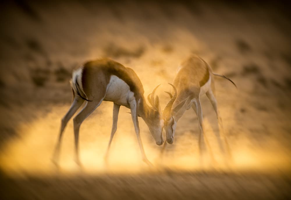 Springbok Dust Battle by Jaco Marx — canvas wall art