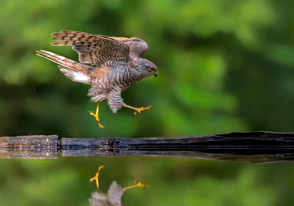 Flying Hawk Reflection by Jun Zuo — canvas wall art