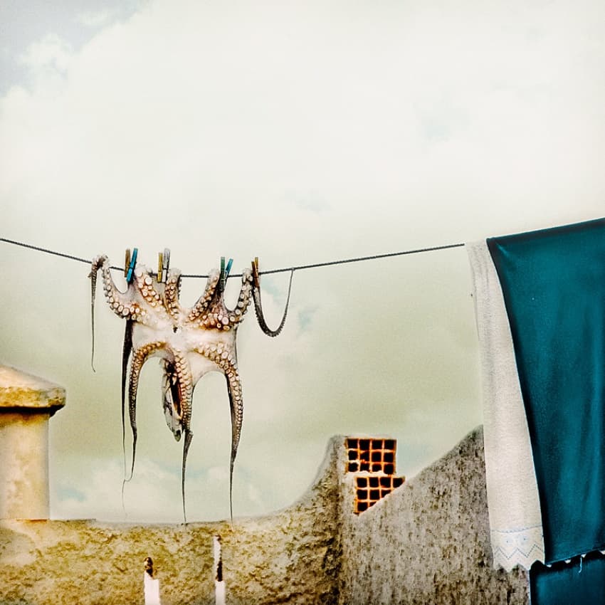 Mediterranean Octopus Laundry by ambra — canvas wall art