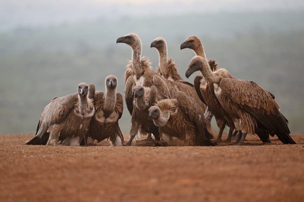 Wild Vulture Gathering by Marco Pozzi — canvas wall art