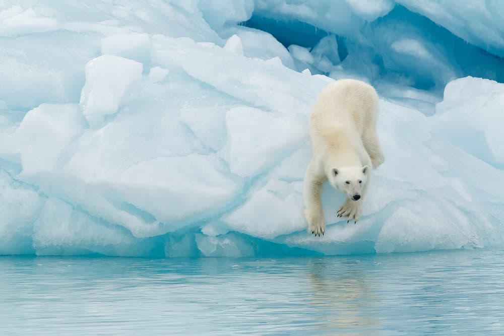 Polar Bear Dive by Joan Gil Raga — canvas wall art
