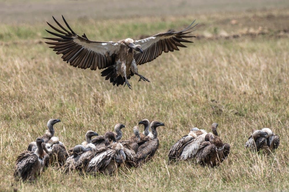 African Vulture Landing by Ronen Rosenblatt — canvas wall art