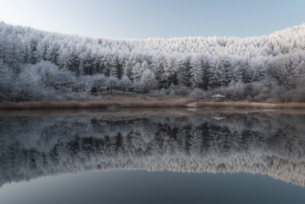 Frosted Forest Reflection by Syunsuke Narita — canvas wall art