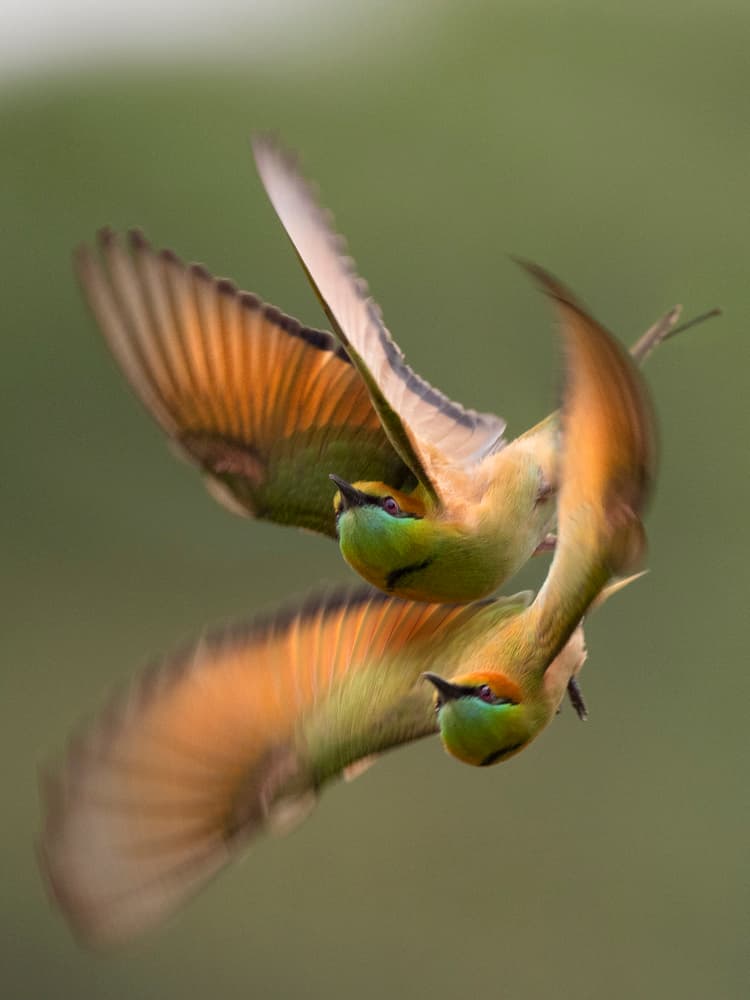 Vibrant Bee-eaters Flying by Phat Dao Tan — canvas wall art