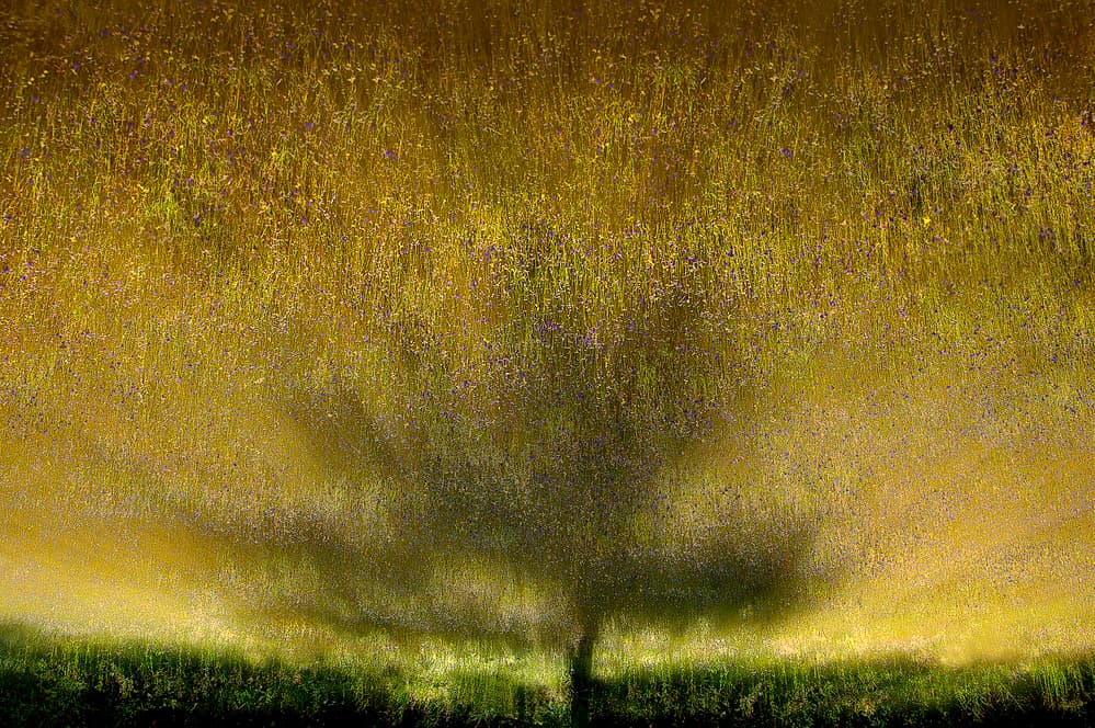 Golden Field Tree Shadow by Ekkachai Khemkum — canvas wall art